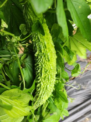 학사랑님의 기타작물 · 영농일지 작성글 사진