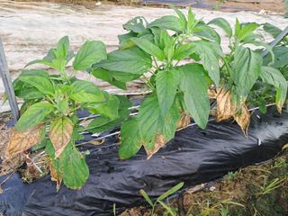 안동준 님의 참깨 · 병해충상담 작성글 사진