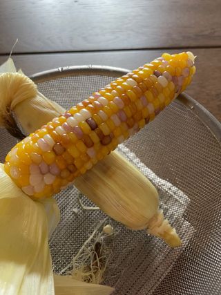 김지훈님의 옥수수 · 영농일지 작성글 사진