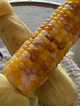 김지훈님의 옥수수 · 영농일지 작성글 사진