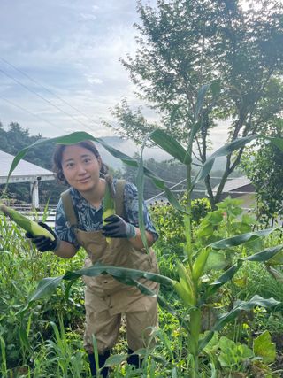 김지훈님의 옥수수 · 영농일지 작성글 사진
