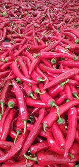 팜모닝 고추·영농일지 게시글 이미지