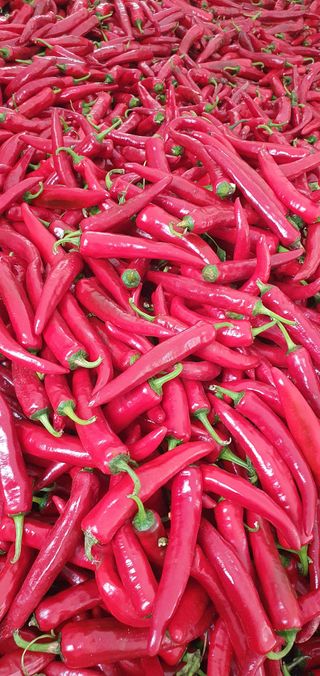 서동순님의 고추 · 영농일지 작성글 사진