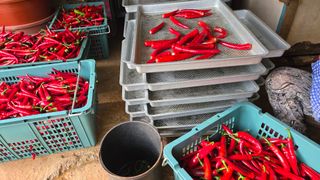 영월산지기148님의 🌧️7월 내 작물 자랑하기 · 참여글 작성글 사진