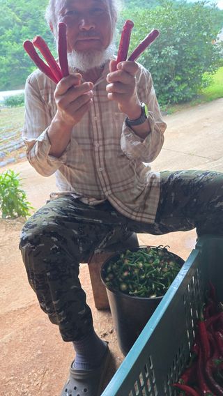 영월산지기148님의 🌧️7월 내 작물 자랑하기 · 참여글 작성글 사진