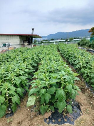 권현순님의 참깨 · 영농일지 작성글 사진