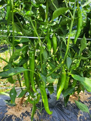 설악20446님의 자유주제 · 자유게시판 작성글 사진