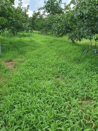 서선옥님의 감 · 영농일지 작성글 사진