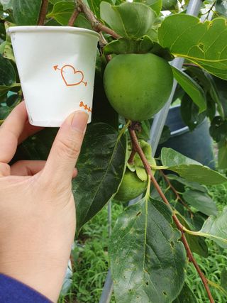 서선옥님의 감 · 영농일지 작성글 사진