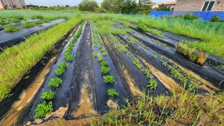 해발음님의 고구마 · 영농일지 작성글 사진