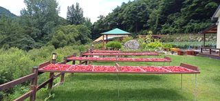 지리산농심님의 고추 · 영농일지 작성글 사진