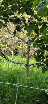 팜모닝 기타작물·병해충상담 게시글 이미지