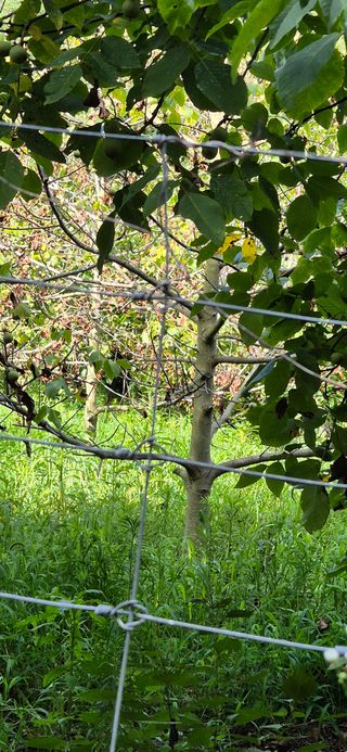 모실표고님의 기타작물 · 병해충상담 작성글 사진