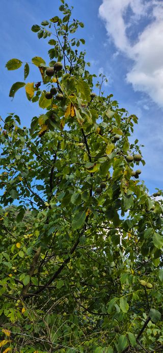 모실표고님의 기타작물 · 병해충상담 작성글 사진