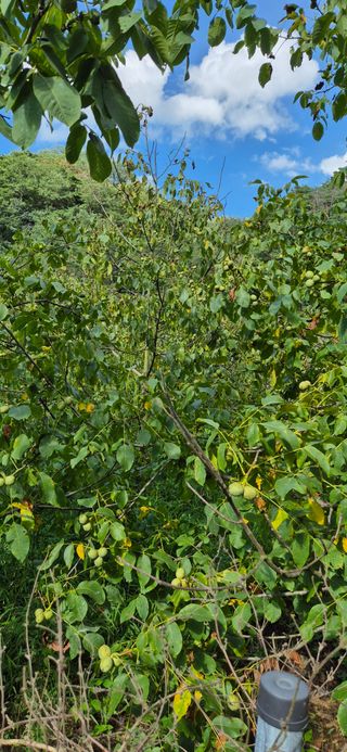 모실표고님의 기타작물 · 병해충상담 작성글 사진