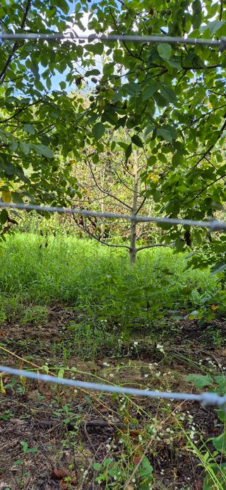 모실표고님의 기타작물 · 병해충상담 작성글 사진