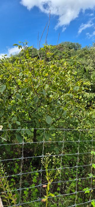 모실표고님의 기타작물 · 병해충상담 작성글 사진