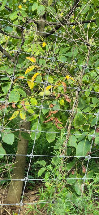 모실표고님의 자유주제 · 자유게시판 작성글 사진