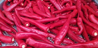 오류농원님의 고추 · 영농일지 작성글 사진