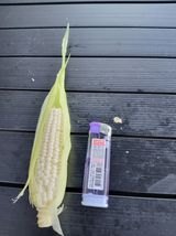 팜모닝 자유주제·자유게시판 게시글 이미지