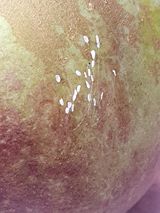 팜모닝 자유주제·자유게시판 게시글 이미지