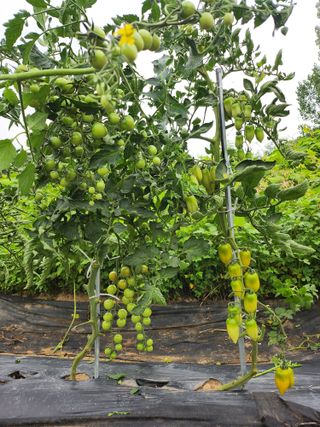 이순구님의 토마토 · 영농일지 작성글 사진