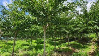 정진우님의 기타작물 · 영농일지 작성글 사진