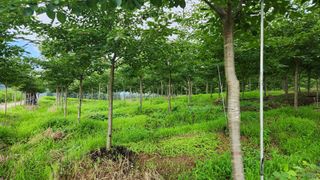 정진우님의 기타작물 · 영농일지 작성글 사진