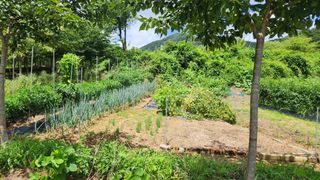 정진우님의 기타작물 · 영농일지 작성글 사진