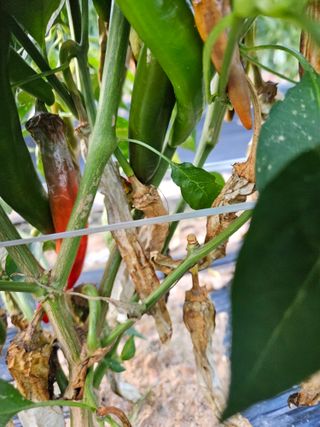 최선희님의 고추 · 병해충상담 작성글 사진