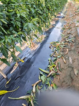 최선희님의 고추 · 병해충상담 작성글 사진