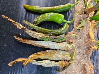 최선희님의 고추 · 병해충상담 작성글 사진