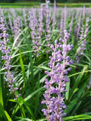 청양 산골꾸찌뽕 님의 자유주제 · 자유게시판 작성글 사진