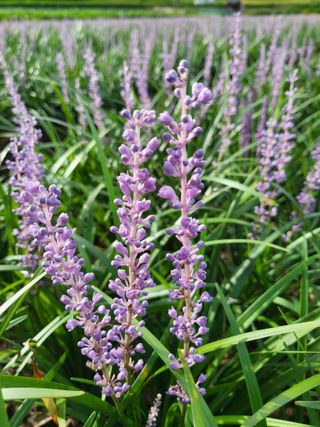 청양 산골꾸찌뽕 님의 자유주제 · 자유게시판 작성글 사진