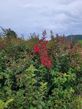 팜모닝 🌧️7월 내 작물 자랑하기·참여글 게시글 이미지