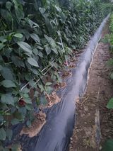 팜모닝 고추·영농일지 게시글 이미지