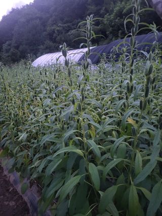 이상구님의 고추 · 영농일지 작성글 사진