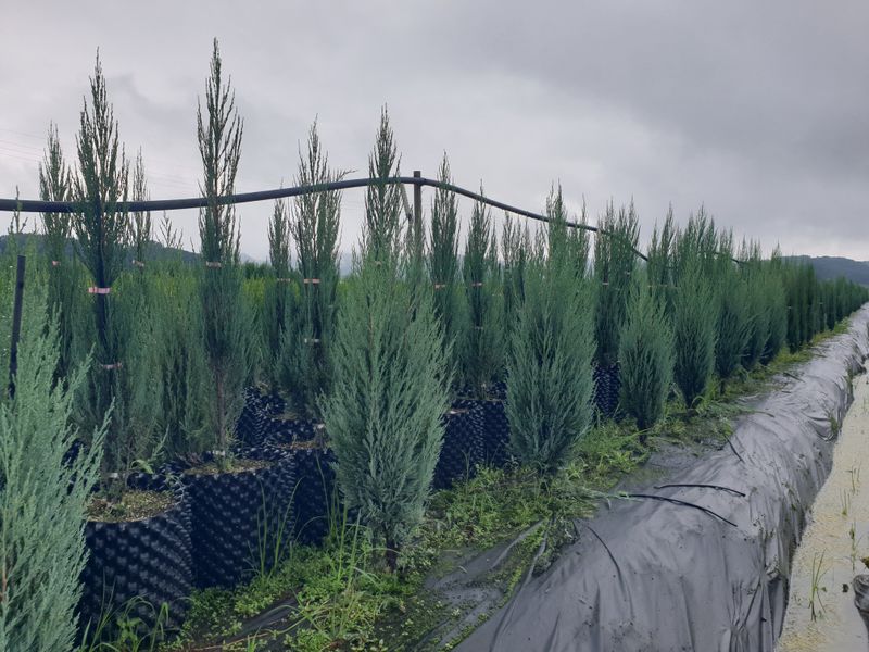 딸기18816님의 장터 판매 상품 [조경수] 첨부 사진