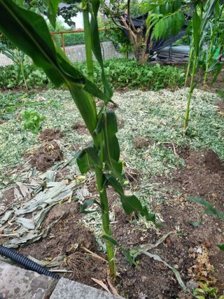 김용대님의 자유주제 · 자유게시판 작성글 사진