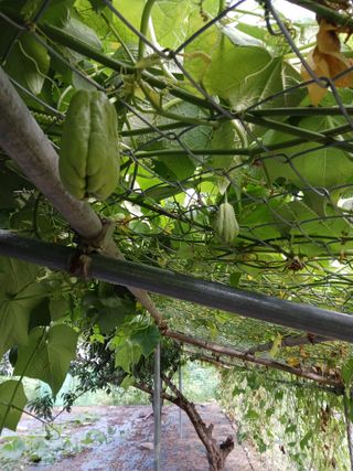 마도님의 🌧️7월 내 작물 자랑하기 · 참여글 작성글 사진