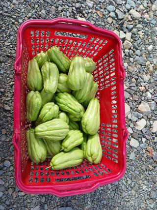 마도님의 🌧️7월 내 작물 자랑하기 · 참여글 작성글 사진