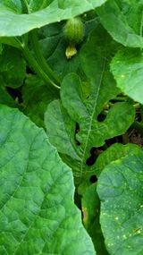 팜모닝 🌧️7월 내 작물 자랑하기·참여글 게시글 이미지