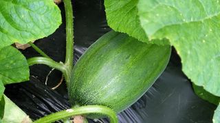 선영~~님의 🌧️7월 내 작물 자랑하기 · 참여글 작성글 사진