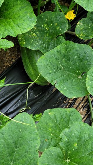 선영~~님의 🌧️7월 내 작물 자랑하기 · 참여글 작성글 사진