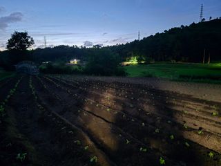 藝園님의 들깨 · 영농일지 작성글 사진