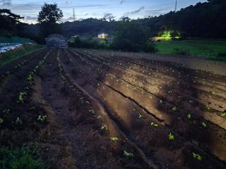 藝園님의 들깨 · 영농일지 작성글 사진