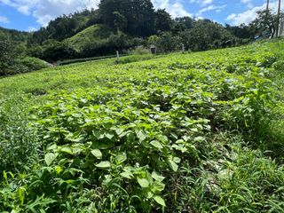 마경구님의 들깨 · 영농일지 작성글 사진