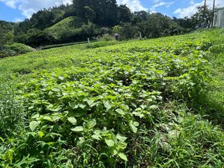 마경구님의 들깨 · 영농일지 작성글 사진