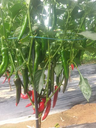 알 수 없음님의 자유주제 · 자유게시판 작성글 사진