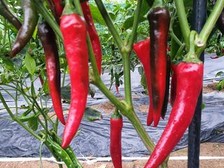 알 수 없음님의 자유주제 · 자유게시판 작성글 사진